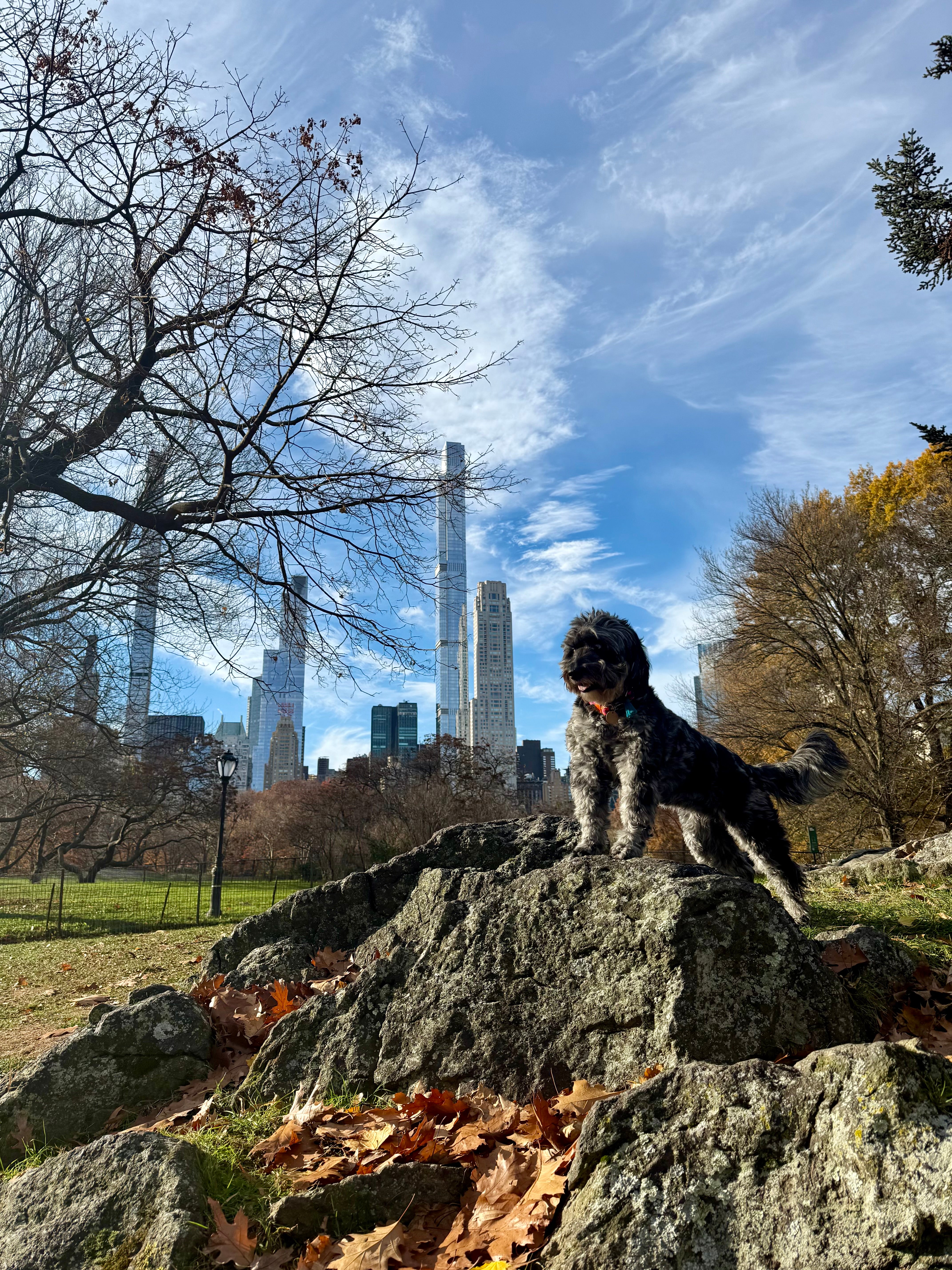 Milky in Central Park, New York City